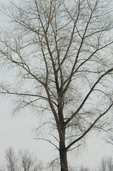 Baum im Winter — Stockfoto