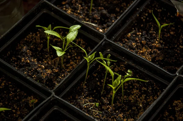 Młody pieprz roślin w czarny garnek — Zdjęcie stockowe