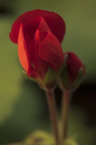 Κόκκινο λουλούδι κοντά — Φωτογραφία Αρχείου