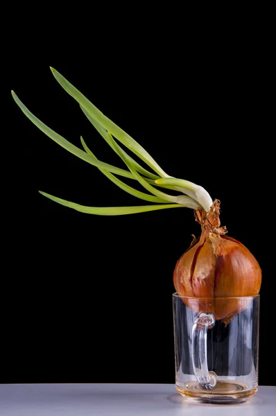 Onion leaves — Zdjęcie stockowe