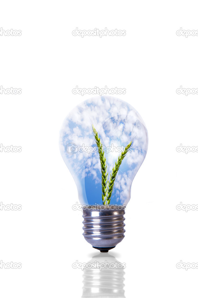 Wheat plant inside lightbulb