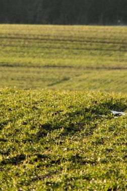 Mısır gevreği alan