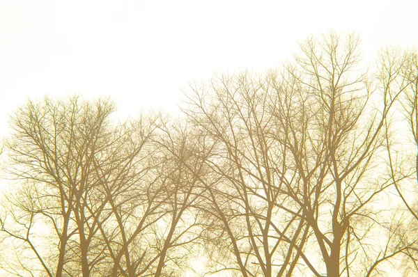 Árvore ao entardecer — Fotografia de Stock