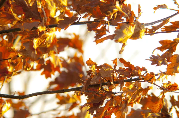 Feuilles de chêne séchées — Photo