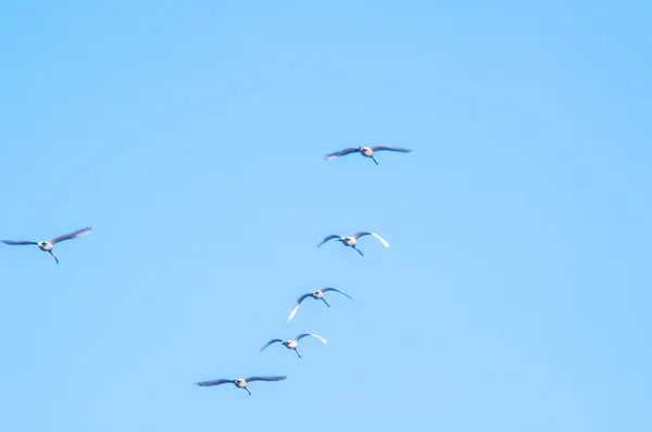 Ganzen migratie — Stockfoto