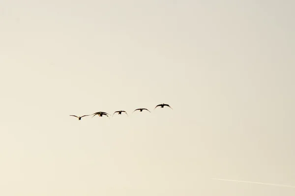 Migration des oies — Photo