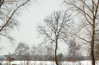 ağaç alacakaranlıkta