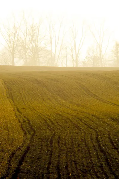 Cereal field — Stock Photo, Image