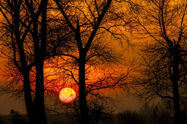 Árbol al atardecer — Foto de Stock