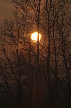 ağaç alacakaranlıkta