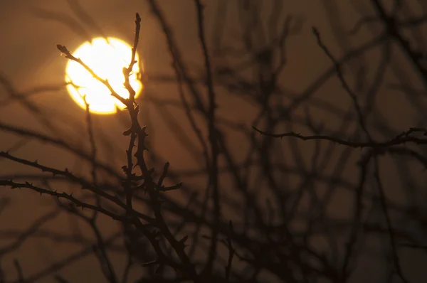 Árvore ao entardecer — Fotografia de Stock