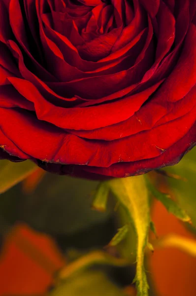 Red rose — Stock Photo, Image