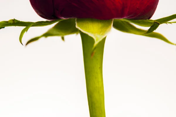 Red rose — Stock Photo, Image