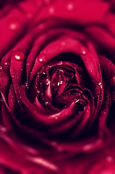 An image of red rose close up