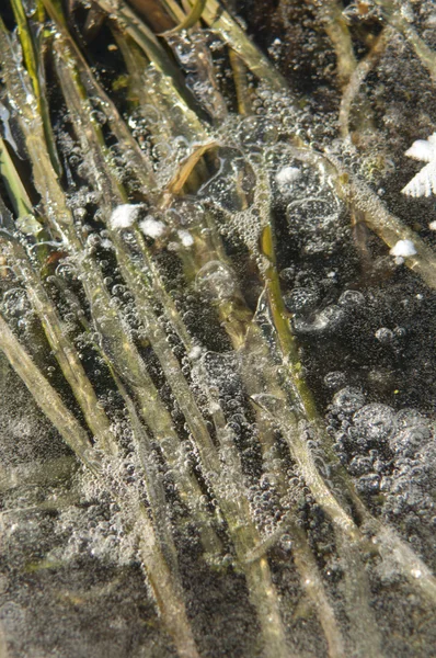 Frozen grass — Stock Photo, Image