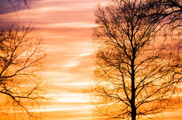 Albero in inverno — Foto Stock