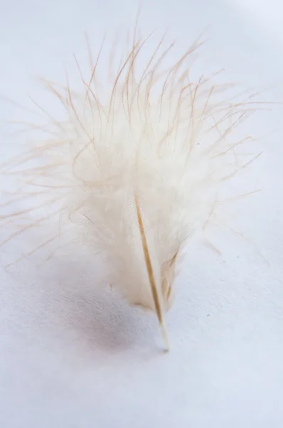 Chicken feather — Stock Photo, Image