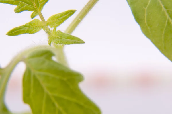 Jovem planta de tomate — Fotografia de Stock