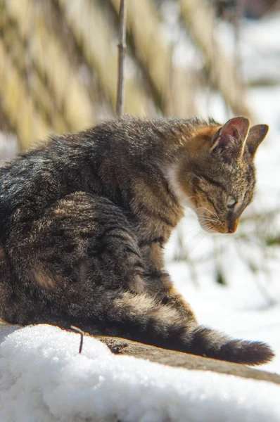 Gato gracioso — Foto de Stock