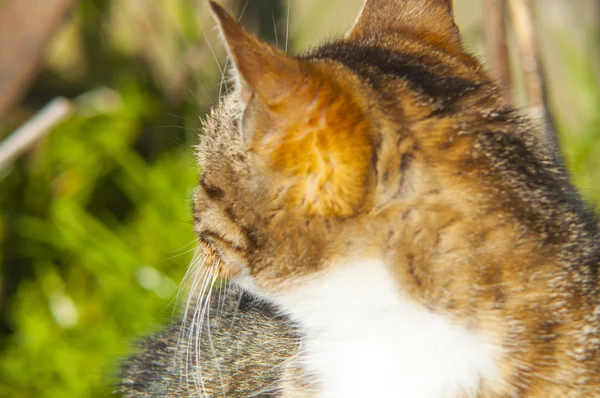 Rolig katt — Stockfoto