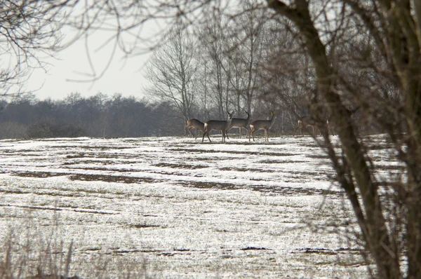 Wróg jelenia zimą — Zdjęcie stockowe