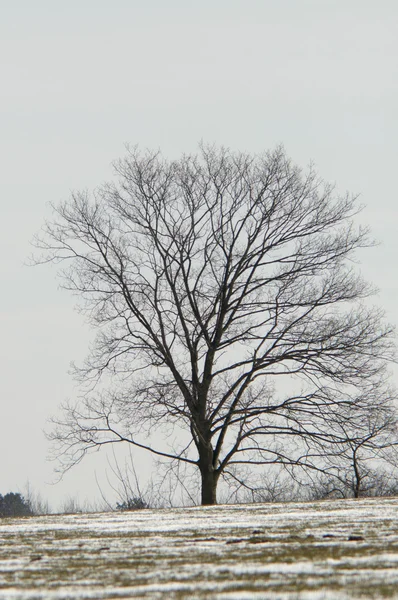 Árvore no inverno — Fotografia de Stock