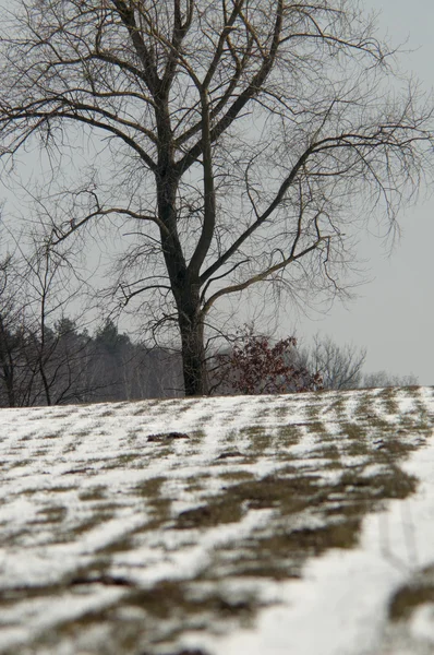 Tree in winter — Stock Photo, Image