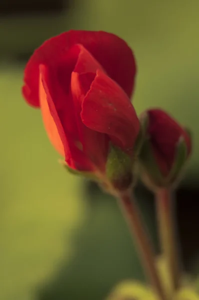 Fiore rosso da vicino — Foto Stock