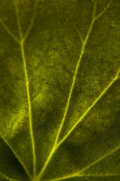 Grönt blad makro — Stockfoto