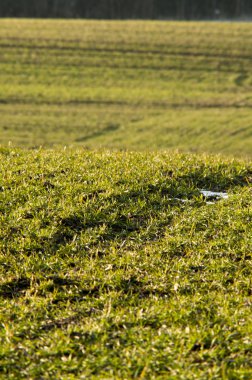 Mısır gevreği alan