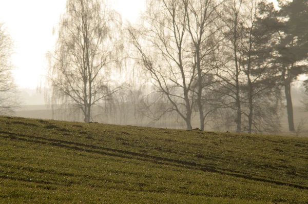 Strom za soumraku — Stock fotografie