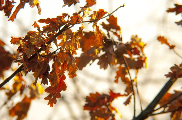 Feuilles de chêne séchées — Photo