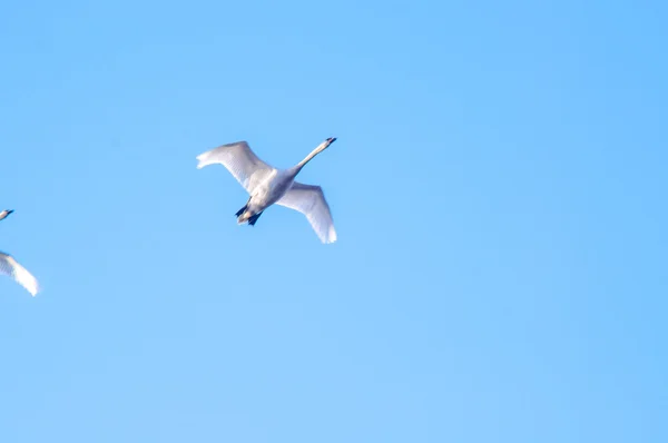 Migración de gansos —  Fotos de Stock