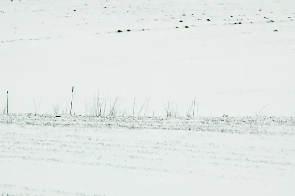 雪の中で穀物フィールド カバー — ストック写真
