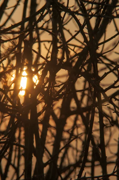 Árvore ao entardecer — Fotografia de Stock