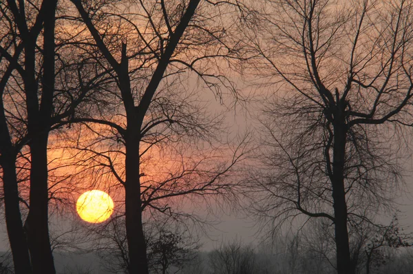 Arbre au crépuscule — Photo