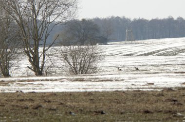 Mısır gevreği alan kış