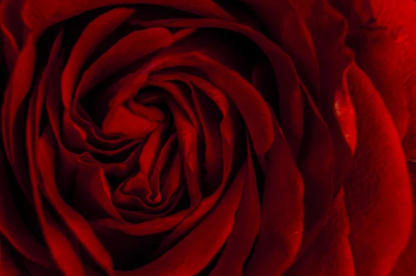 Red rose — Stock Photo, Image