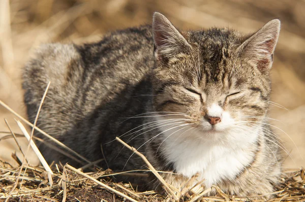 Eğlenceli kedi — Stok fotoğraf