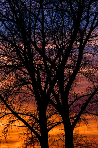 Baum im Winter — Stockfoto