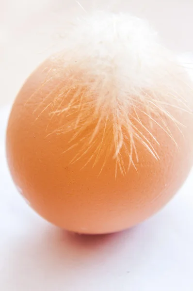 Uovo di pollo con piuma — Foto Stock