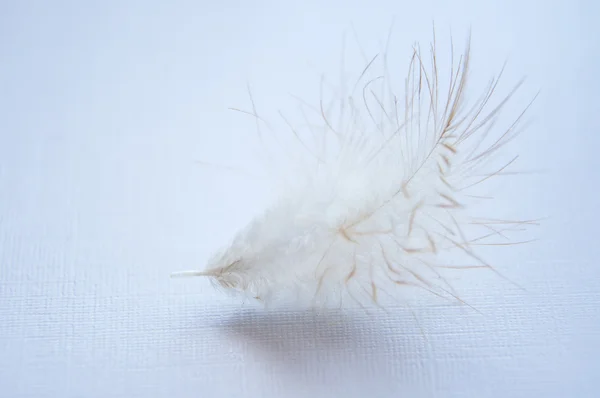 Chicken feather — Stock Photo, Image