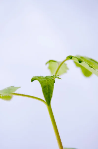 Planta de tomate joven —  Fotos de Stock