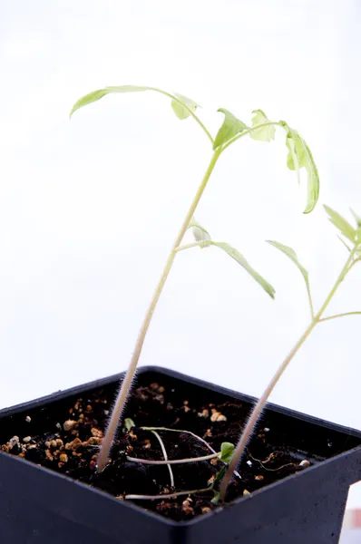 Jovem planta de tomate — Fotografia de Stock