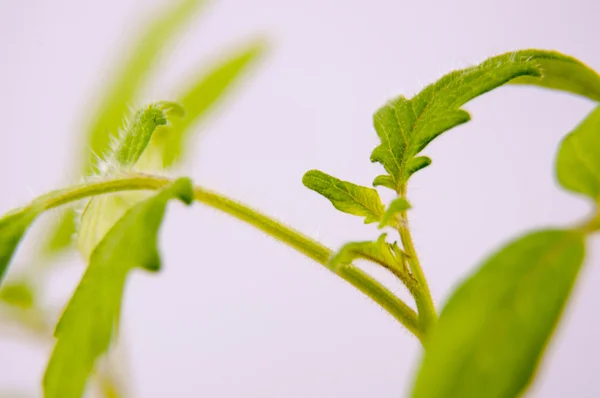 Jovem planta de tomate — Fotografia de Stock