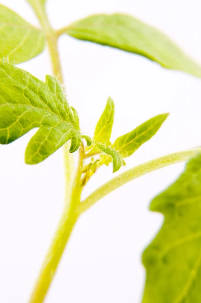 Tanaman tomat muda — Stok Foto