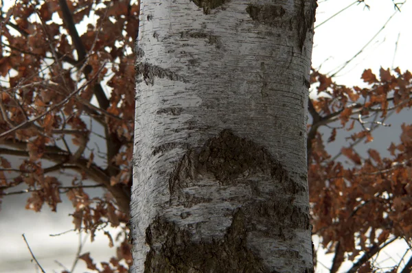 Arbre en hiver — Photo