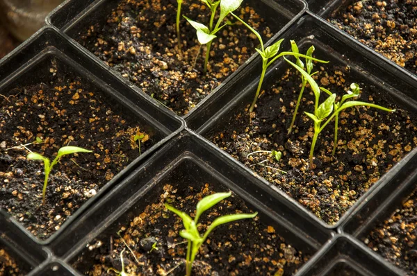 Jonge peperplant in zwarte pot — Stockfoto