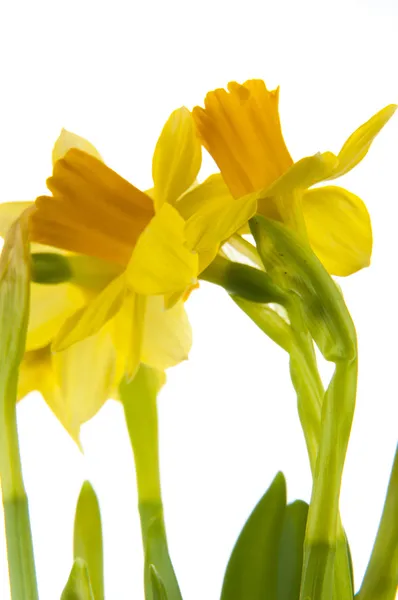 Gele daffodil in pot — Stockfoto