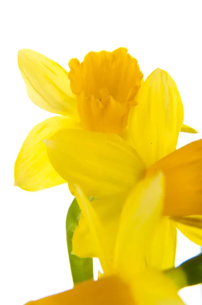 Gele daffodil in pot — Stockfoto